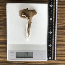 マイタケ 14g