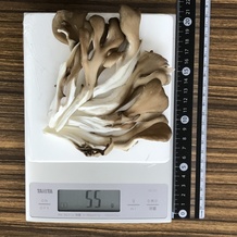 マイタケ 55g