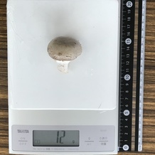 マッシュルーム1個(中) 12g