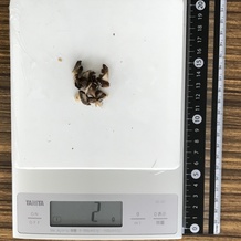 マッシュルーム枚(みじん切り) 2g