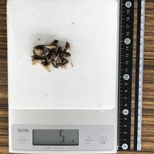 マッシュルーム枚(みじん切り) 5g