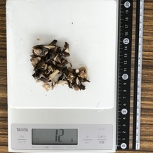 マッシュルーム枚(みじん切り) 12g