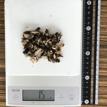 マッシュルーム枚(みじん切り) 15g