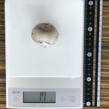 マッシュルーム1個(大) 17g