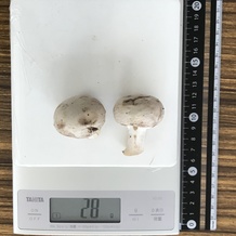 マッシュルーム2個 28g