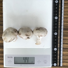 マッシュルーム3個 44g