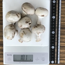 マッシュルーム6個 101g