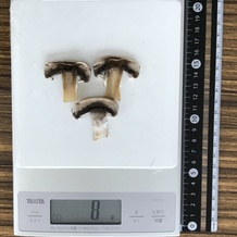 マッシュルーム1枚(スライス) 8g
