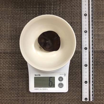 生きくらげ1個6g