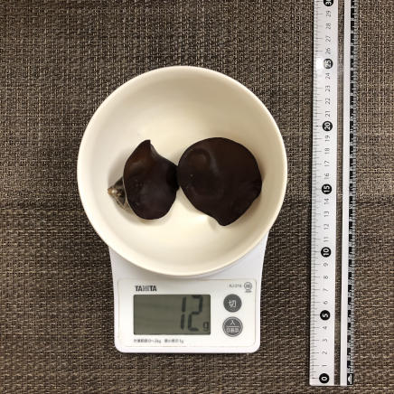 生きくらげ2個12g