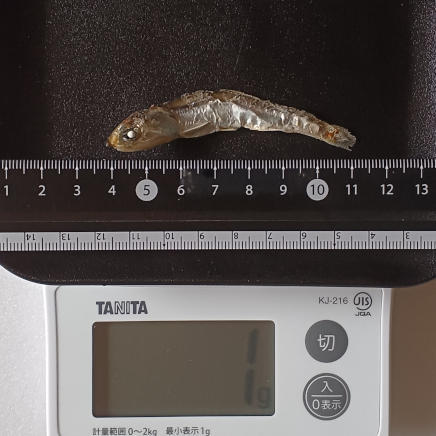 1g(中サイズ長さ約7cm1本)のにぼし