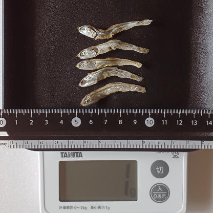 1g(小サイズ長さ約5㎝5本)のにぼし