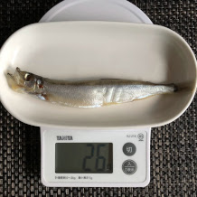 カラフトししゃも 1