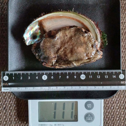 殻付きアワビ(大) 111g