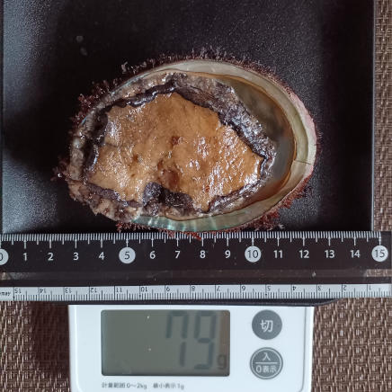 殻付きアワビ(中) 79g