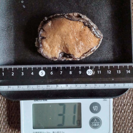 殻・内臓を取除いたアワビ(中) 31g