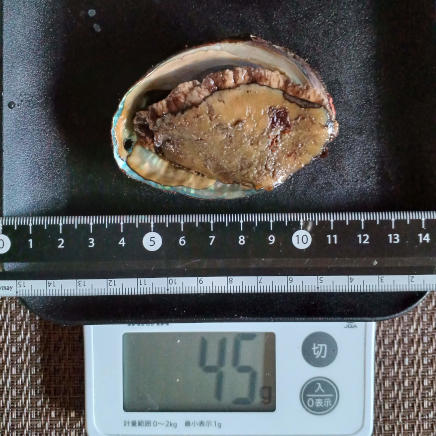 殻付きあわび(小) 45g