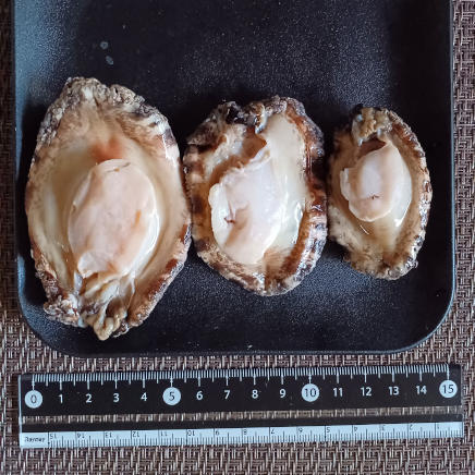 大中小のあわび