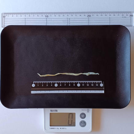 1本1g未満のクラゲ