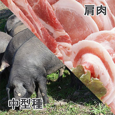 豚肩肉中型種