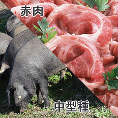 豚肩肉中型種赤肉