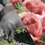 豚肩肉中型種赤肉