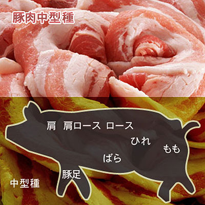 豚肉中型種