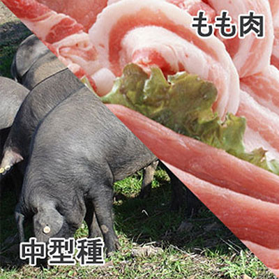 豚もも肉中型種