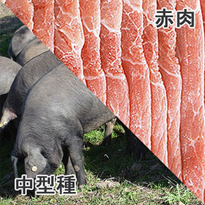 豚もも肉中型種赤肉