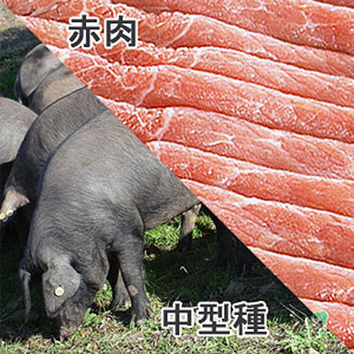 豚外もも中型種赤肉