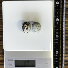うずらの卵 22g