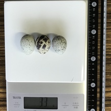 うずらの卵 33g