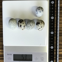 うずらの卵 53g