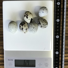 うずらの卵 64g