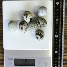 うずらの卵 75g