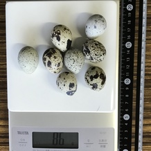 うずらの卵 86g