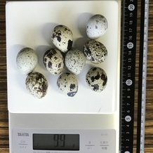 うずらの卵 99g
