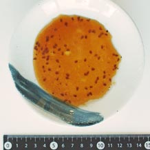 和風ドレッシングを皿に拡げる