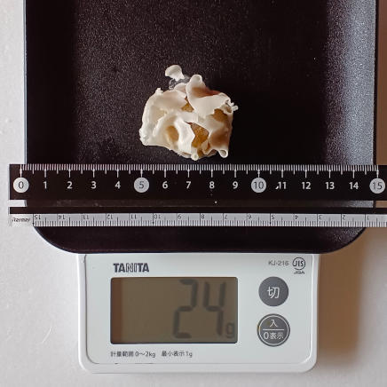 小サイズのシュウマイ1個24g