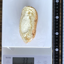 クリームパン1/2(横) 33g