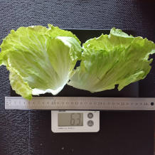 レタス 63g