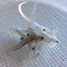 釜揚げしらすのクロースアップ