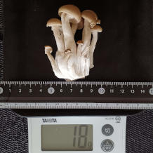 ぶなしめじ 18g