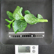 つるむらさき 18g