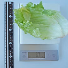 レタス30g