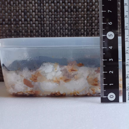 横から見た1人前の海苔弁 ご飯の厚さ約3㎝