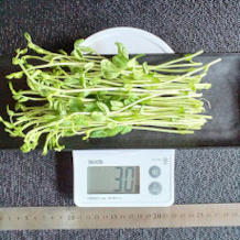 豆苗の肉巻き 2