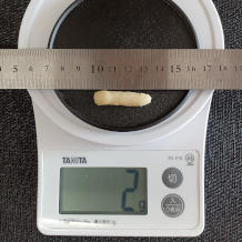 ズッキーニのトマト炒め 4