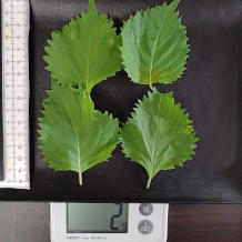 トマトと大葉のサラダ 3