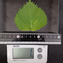 トマトめんつゆ漬け 3